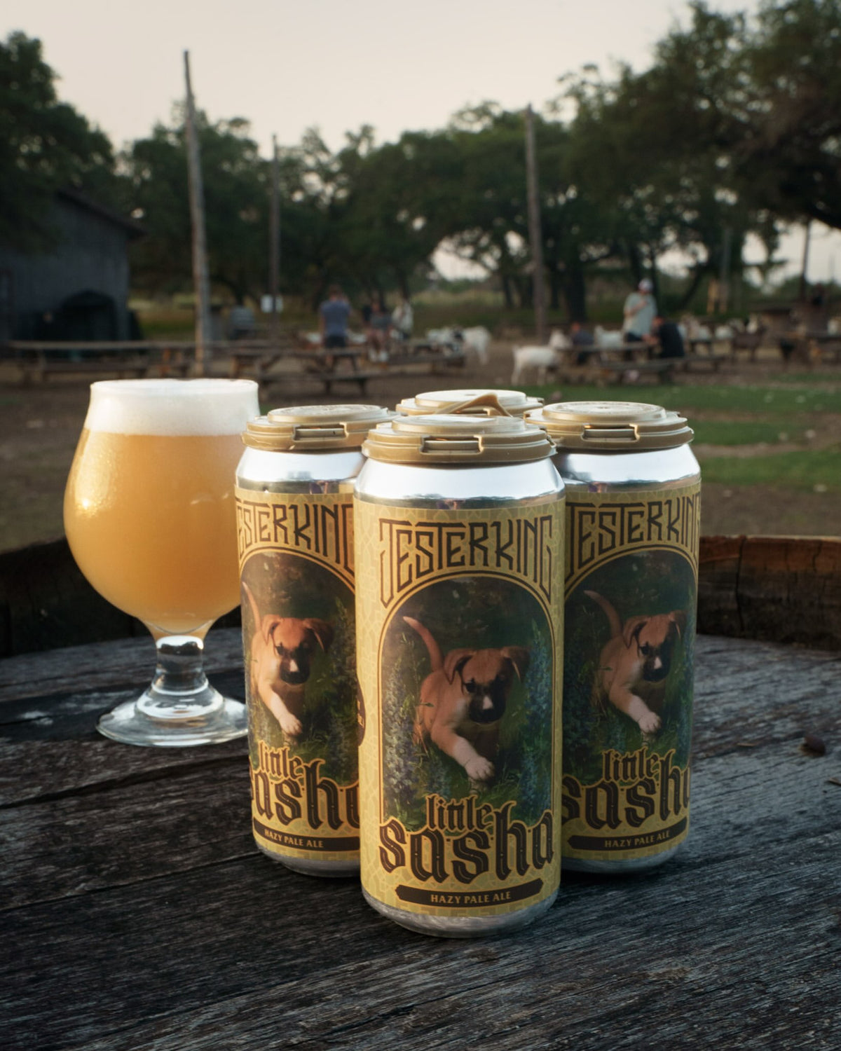 Jester King Little Sasha Can 473ml ジェスター キング リトル サーシャ