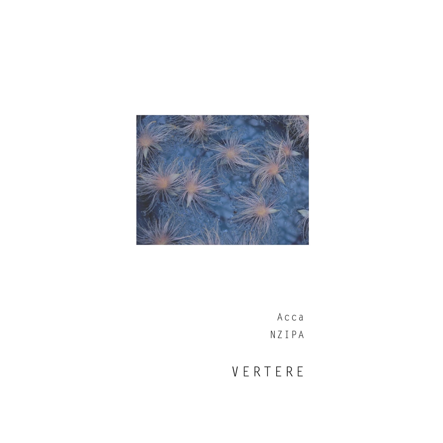 Vertere Acca Can 500ml バテレ アッカ