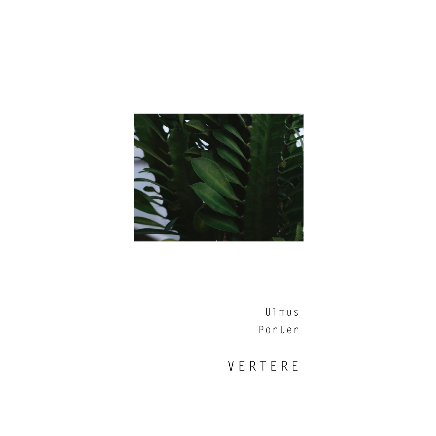Vertere Ulmus Can 500ml バテレ ウルムス