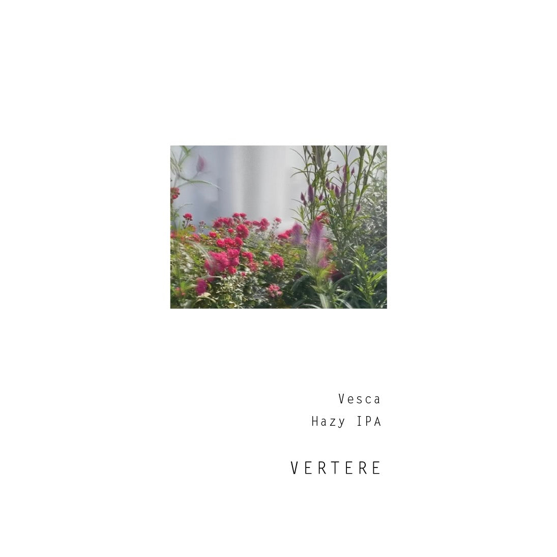 Vertere Vesca Can 500ml バテレ べスカ