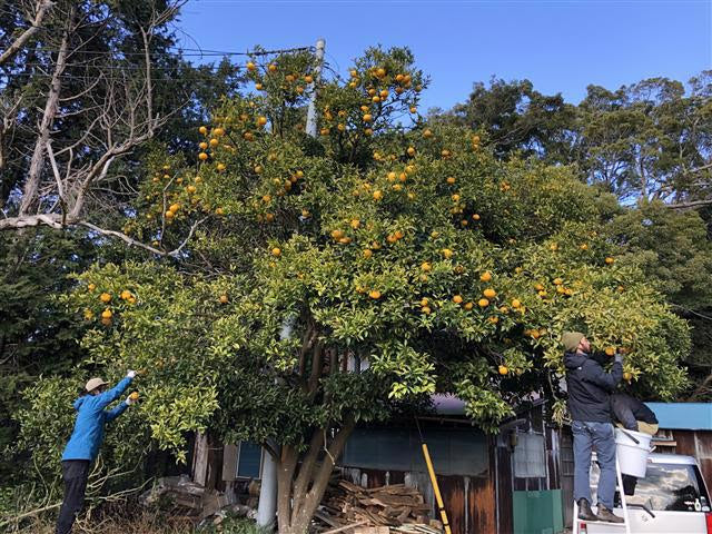 Yorocco 夏蜜柑Saison Can 350ml