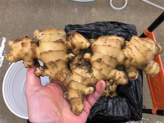 Yorocco Roots Rock Can 350ml ヨロッコ ルーツ ロック