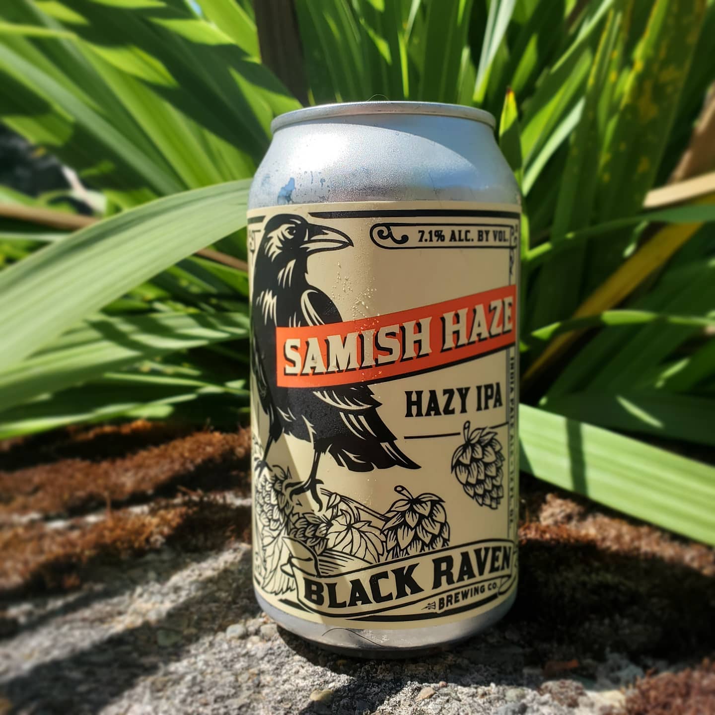 ブラック レイヴン サミッシュ ヘイズ   Black Raven Samish Haze Can 355ml
