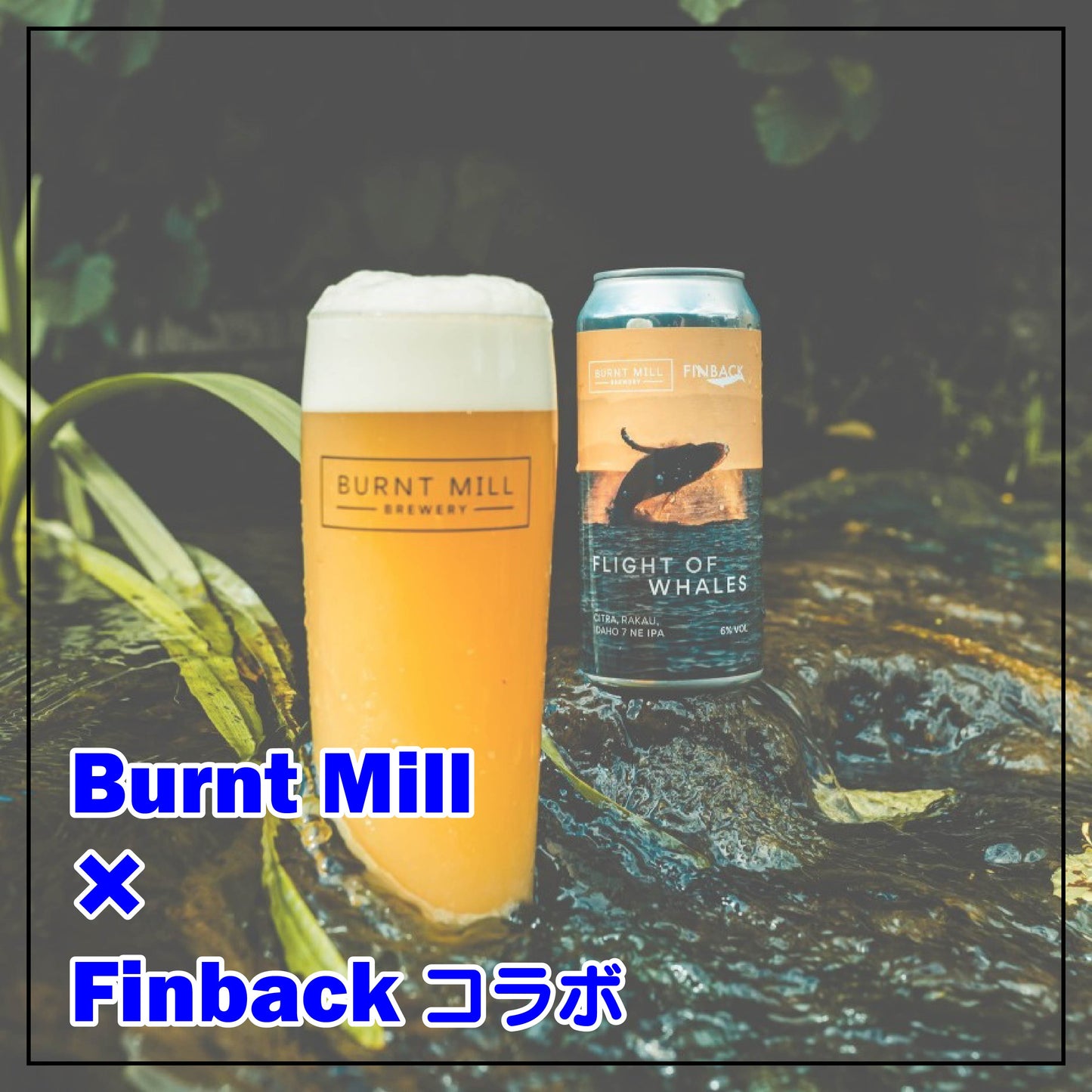 【Finbackコラボ】Burnt Mill Flight of Whales Can 440ml　バーント ミル フライト オブ ホエールズ　※お一人様２本まで、その他の商品と合わせて合計で4本以上のご購入をお願い致します