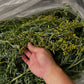 高尾ビール WORMWOOD Can 350ml　タカオビール ウォームウッド
