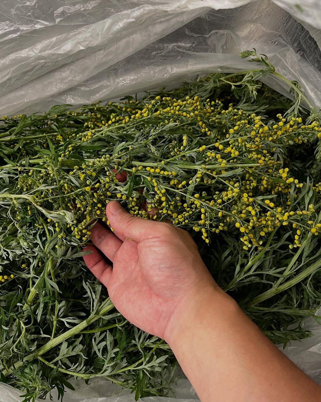 高尾ビール WORMWOOD Can 350ml　タカオビール ウォームウッド