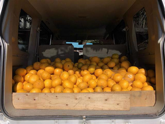 Yorocco 夏蜜柑Saison Can 350ml